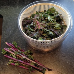 Kale stripped off its stems and resting in a salad spinner.